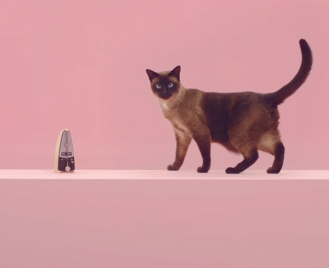 Lernert Sander | Manon Cat Music Video