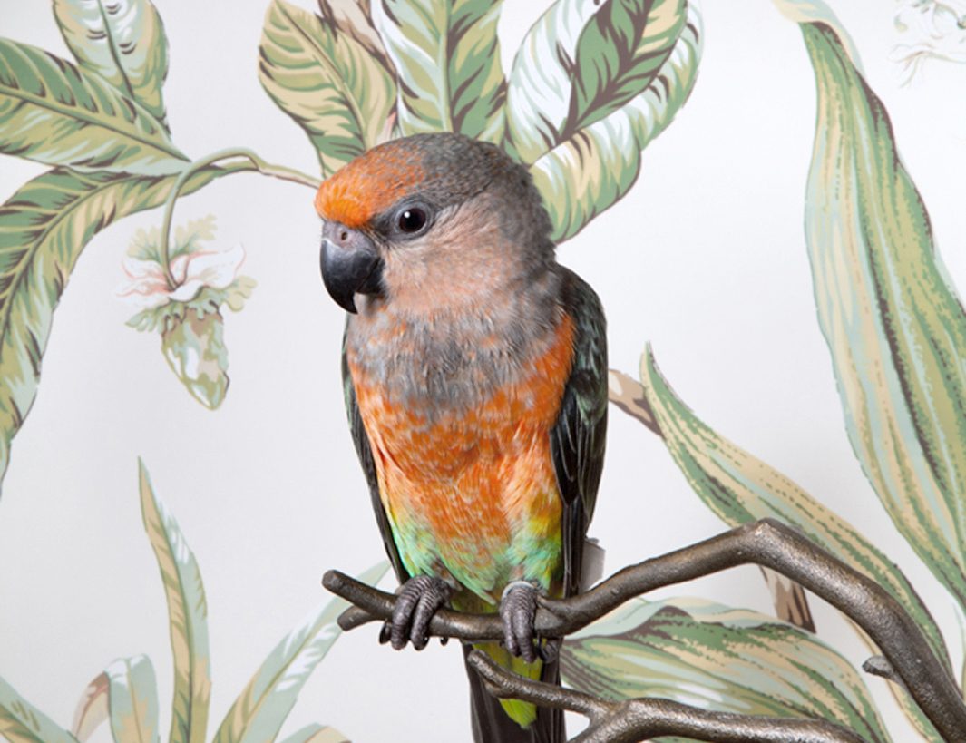 Claire Rosen | Red Bellied Parrot in front of a Vintage Wallpaper
