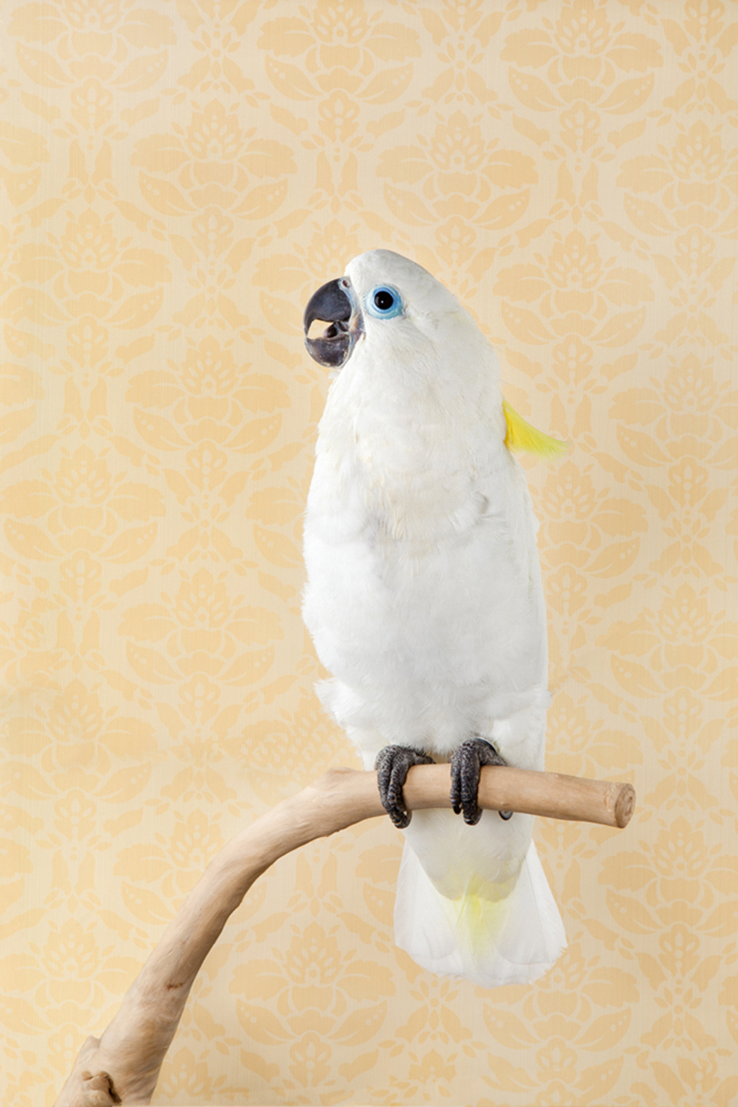 Claire Rosen | Blue Eyed Triton Cockatoo in front of a Vintage Wallpaper