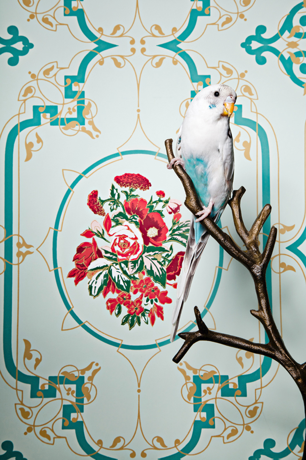 Claire Rosen | Common Parakeet in front of a Vintage Wallpaper