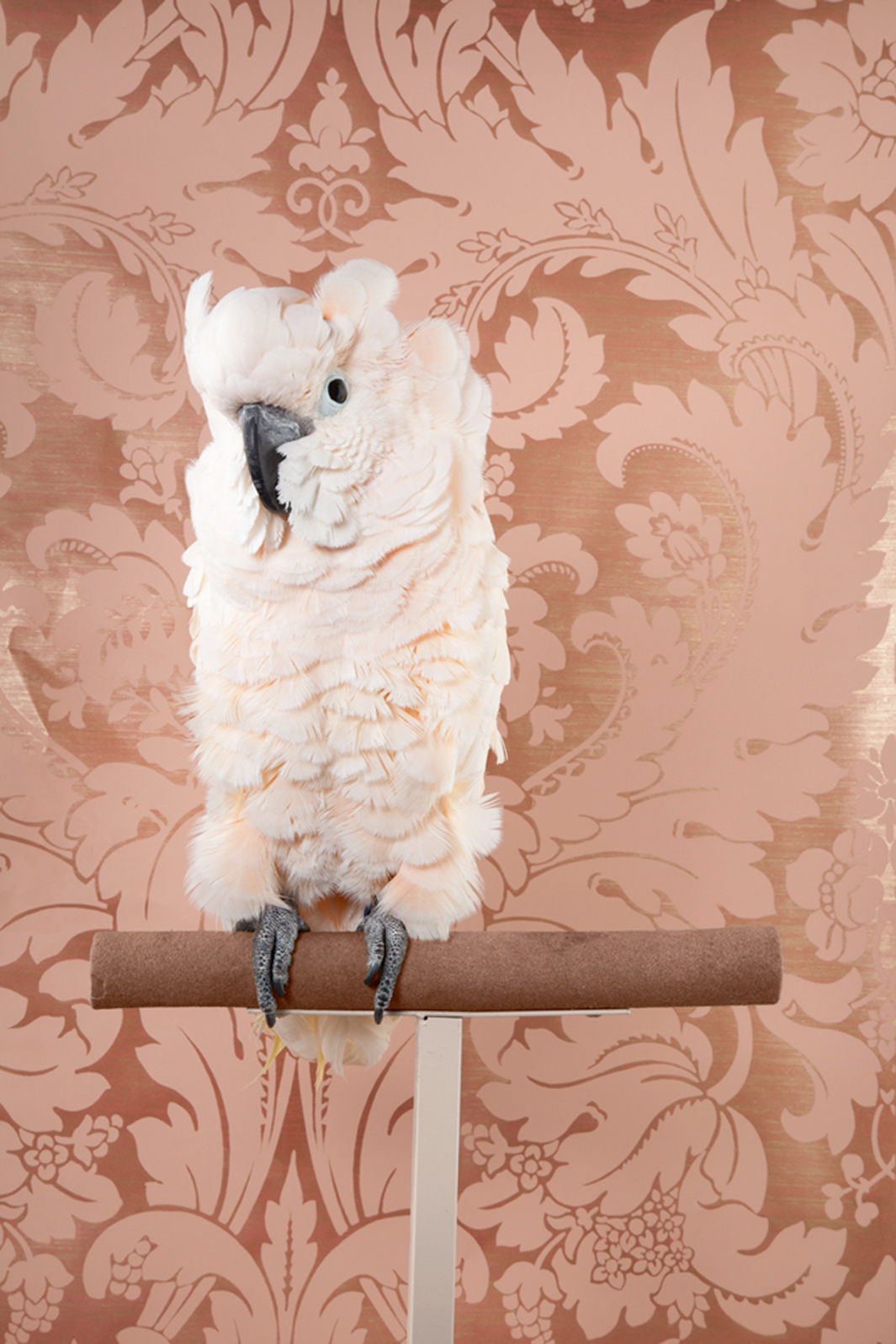 Claire Rosen | Moluccan Cockatoo in front of a Vintage Wallpaper