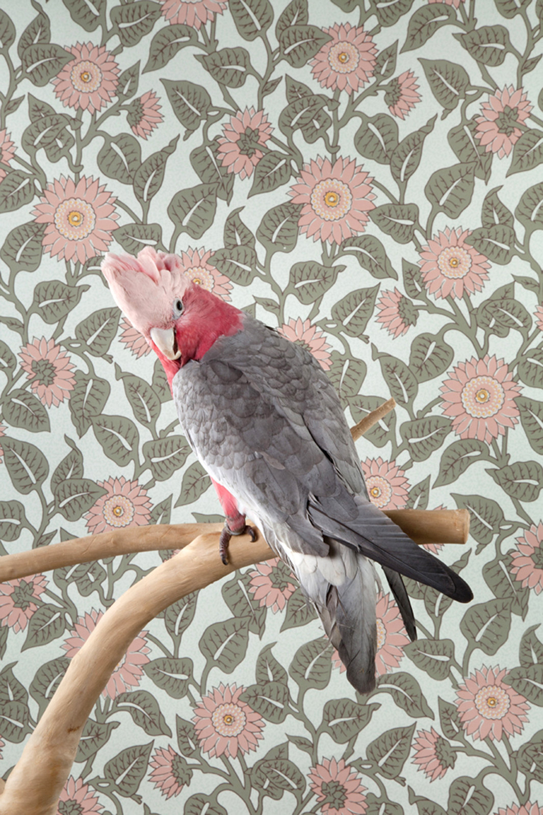 Claire Rosen | Rose Breasted Cockatoo in front of a Vintage Wallpaper