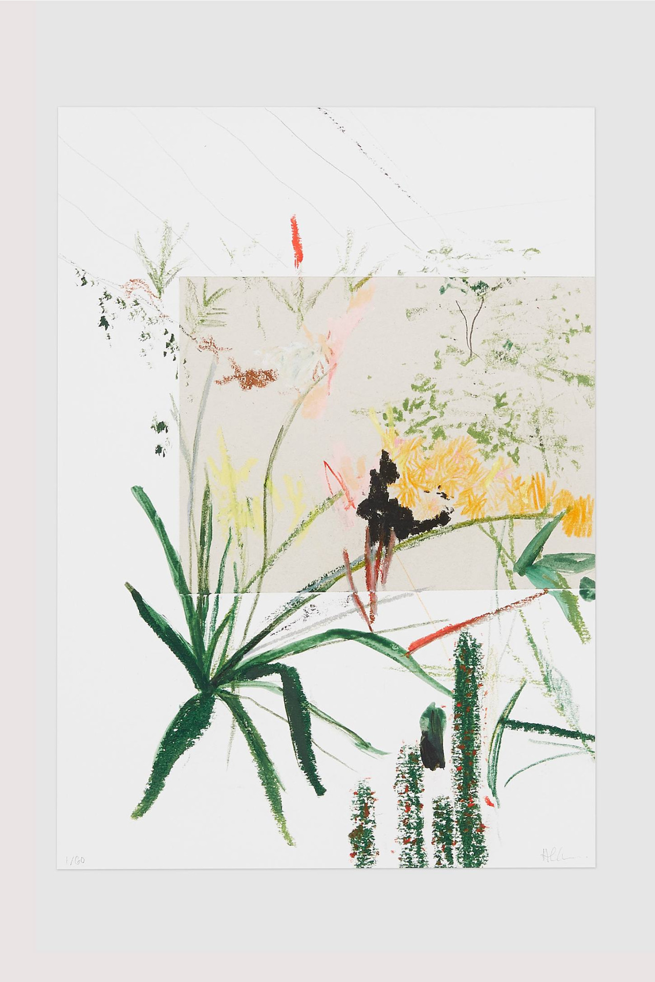 Alicia Galer | Plant Illustration